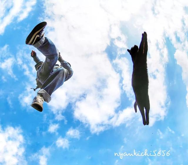 泪目！在这位日本小哥的镜头下，流浪猫竟然学会了飞翔！