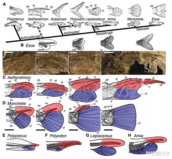 |人类在3.5亿年间，为什么会丢失两次尾巴？