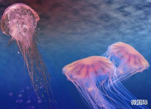 「水母」地球上这4种生物违背了生命规律？太岁上榜， 跳出三界之外？