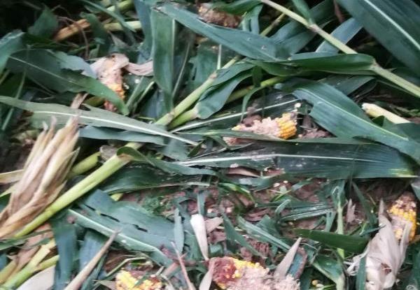 野猪|破坏力超强,农村多地“泛滥成灾”,村民:敢怒不敢言,没招了?