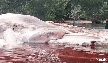 恐龙|7种诡异生物？每一个都常有记录，但真正出现过的少之又少！