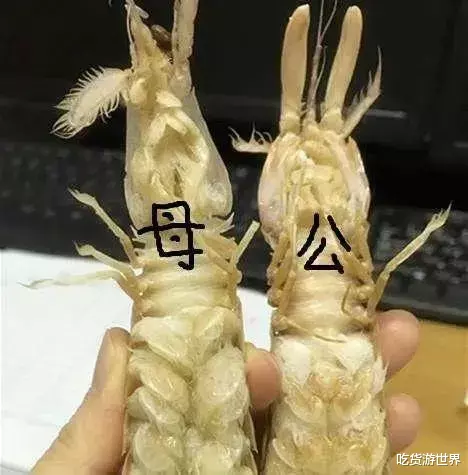 皮皮虾▲皮皮虾还分“公母”?公的好吃?还是母的好吃?让老渔民告诉你!