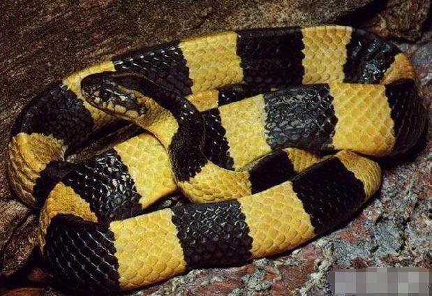 毒蛇|中国十大著名的毒蛇, 最后一位除了蜜獾谁都不想碰见!