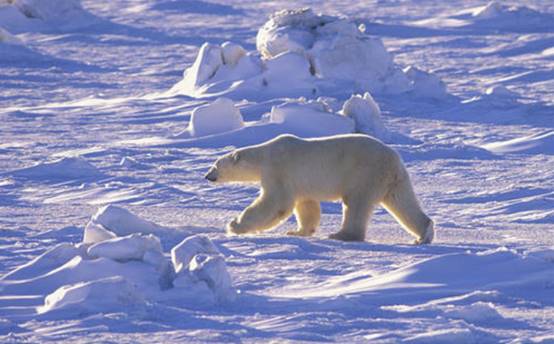 北极|卫星拍下“新北极”景象,引网友热议:这简直是“反人类”现象