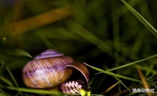 『生物考古』萤火虫捕猎蜗牛靠毒液，如果在注射毒液后，萤火虫没吃，蜗牛能生还吗？