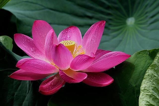 生肖@未来5年，钱财涌进家门，贵气满满的3大生肖！