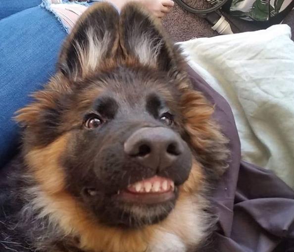 德牧警犬竟有两副面孔！它冷酷严肃的背后，有鲜为人知的一面……