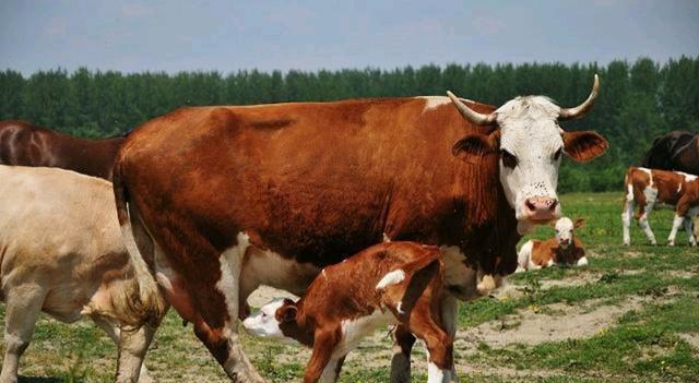 [养殖业]在所有的养殖业中，哪种风险最低效益最高，最有市场前景？