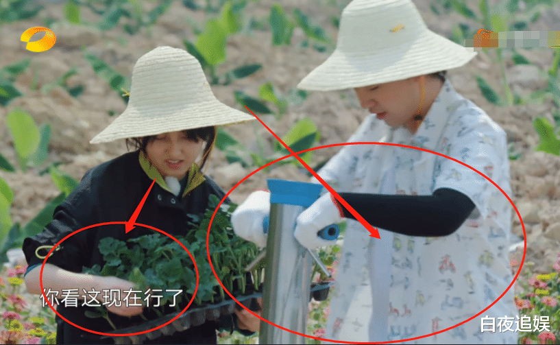 滤镜：《向往的生活4》滤镜有多厚？还是绿色的香蕉，掉地上就“熟”了