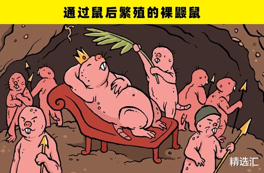 大自然中的5种动物独特的繁殖方式