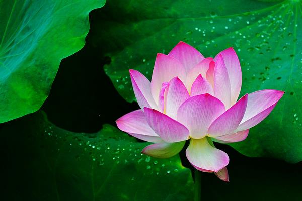 射手座■生肖虎：家喜不可外扬，劝你最好看一下！