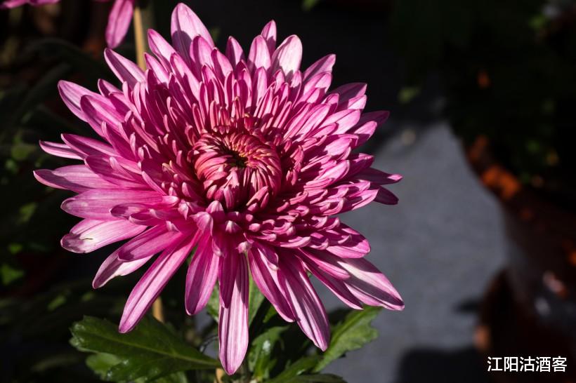 生肖@恭喜!6月24号横财到了,有望发3天横财,咸鱼大翻身