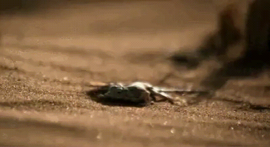 毒蛇|亚洲最臭名昭著的毒蛇，体型苗条细小，为何致死率是最高的呢？