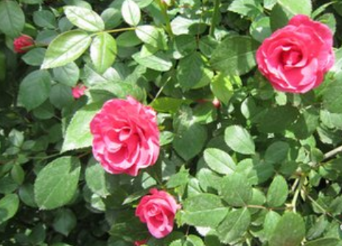 「属兔」6月11号开始，4属相大财不断进账，富贵临门，喜气爆棚，惊喜无限