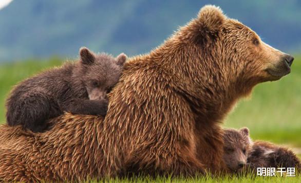 殘酷的大自然！俄羅斯一棕熊捕不到鮭魚竟將自己的幼崽生吞活剝-圖4