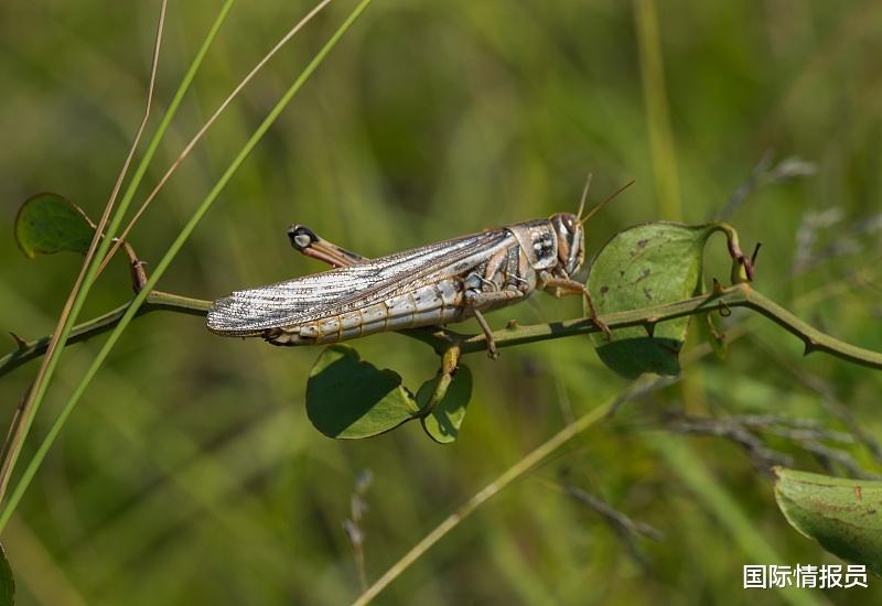 「印度」来势汹汹！印度首都多地出现大量蝗虫群，政府戒备