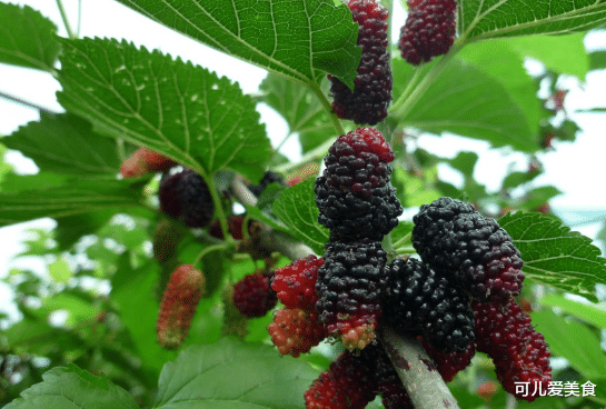 [水果]这4种“洗不净”的水果，爱吃2种的是牛人，全爱吃的是勇士啊！