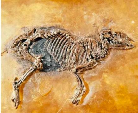 化石|9对乌龟在交配时惨变化石，最尴尬的是，4700万年后还要被人围观