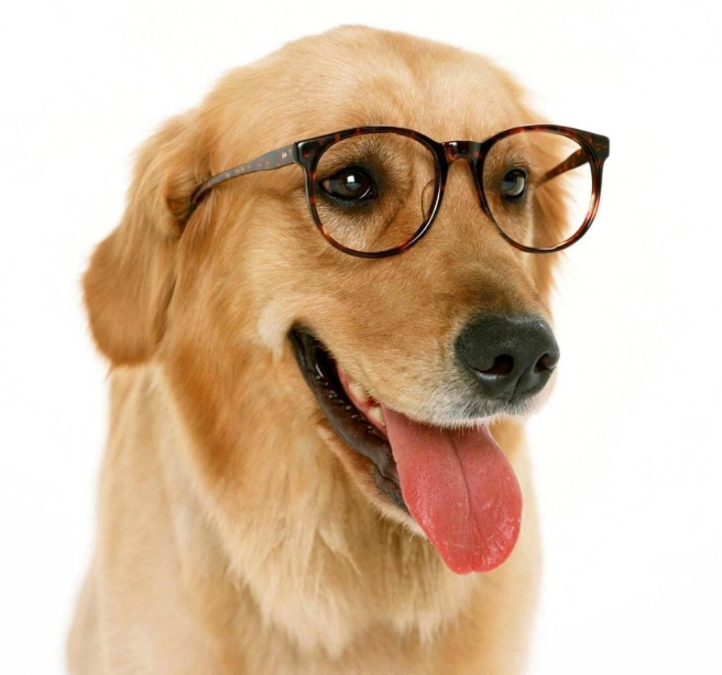 狂犬病|狂犬病不会死了！国内科学家找到突破口：100%死亡率将成历史