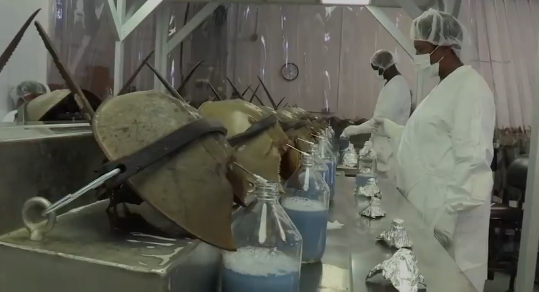 「蝎子」史前生活在海里的蝎子,长相十分怪异