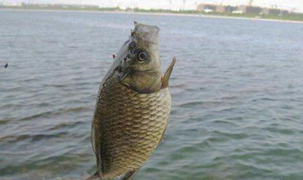 饵料|秋季鱼口变轻，用好这4招，即可轻松应对