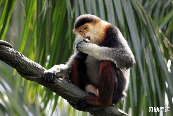 |68年“苦命猴”：再熬3天会有1个贵人来圆你10年心愿，看看会是谁