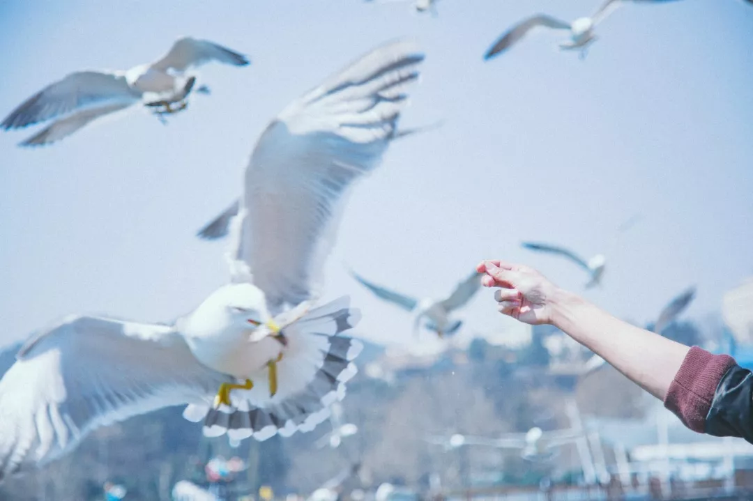 [辽宁省]美过三亚！比厦门浪漫！中国这座海滨老城，去一次相当于环游世界！