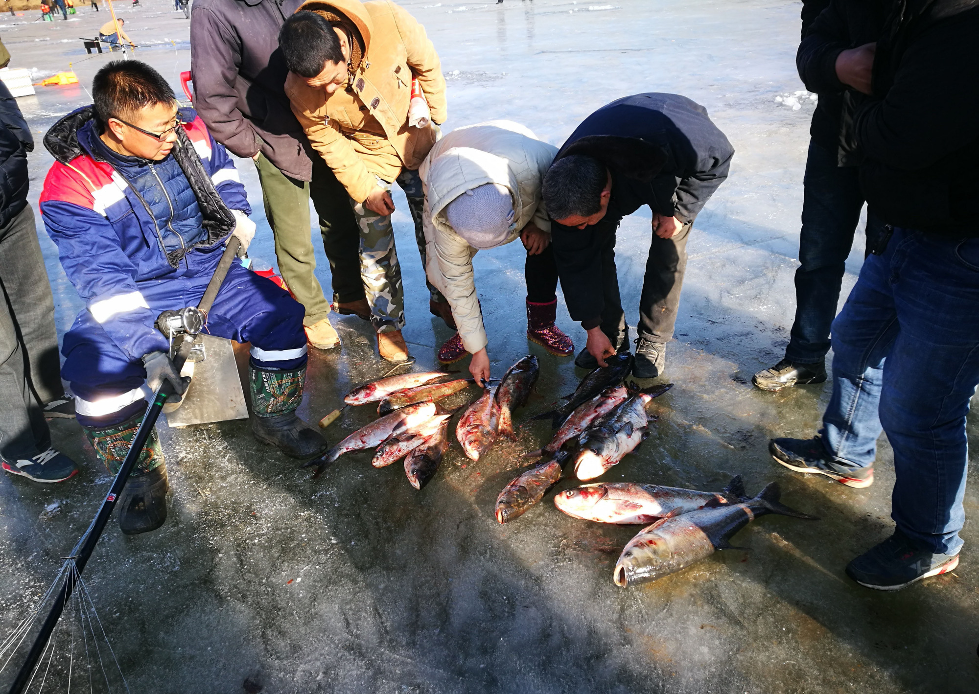 饵料|这种钓鱼方式在北方的冬天特别盛行，为什么被很多人不齿？