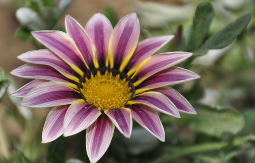 「运势」4月起财星照耀,财路通畅,事业表现极佳的四属相