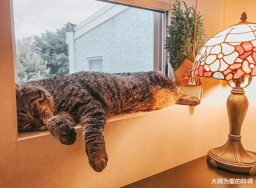 铲屎官|胖猫重达26斤，因不理主人被抛弃，女子给它减肥，一年才减1斤？