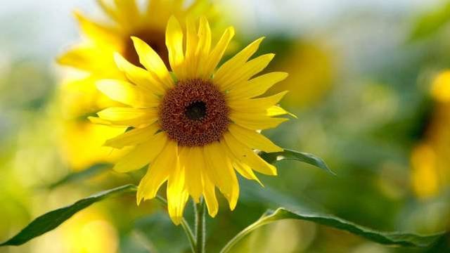 人际关系|善良但有锋芒的星座，很少在人际关系上吃亏，有自己的个性