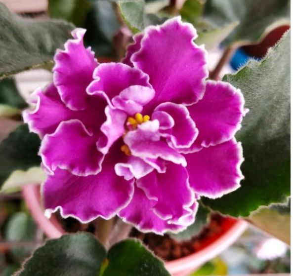 双子座|未来十天，旧情牵绊，转角遇爱，将与幸福牵手，爱情失而复得