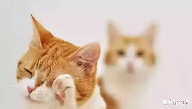 干货：猫咪不慎受伤，铲屎官们如何第一时间正确有效处理？