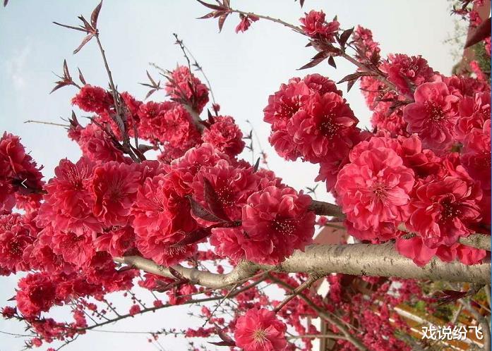 #生肖#6月30号时来运转的3生肖，“大囍”临门，聚财如雨，身价一涨再涨