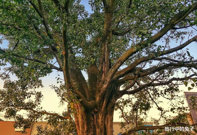 |一棵树就是一座岛，300年古树盘根错节，形成3.5万平米岛屿