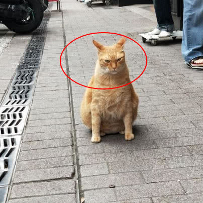 路上被猫拦，霸气侧漏，喵：知道此街是谁在罩吗