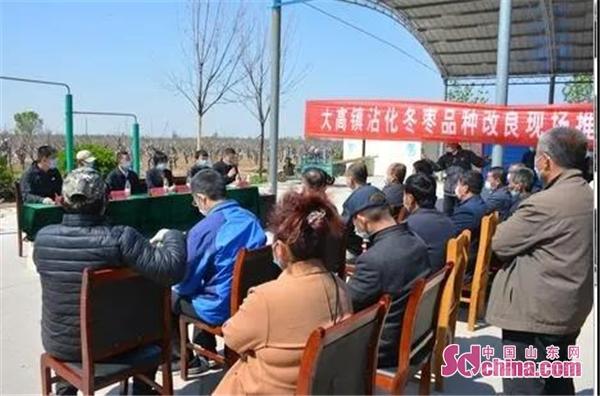 「沾化」滨州沾化区大高镇召开沾化冬枣品种改良现场推进会