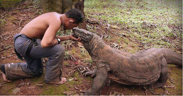 【】人被科莫多巨蜥咬一口有多严重？小伙作死挑战，结果意外发生了