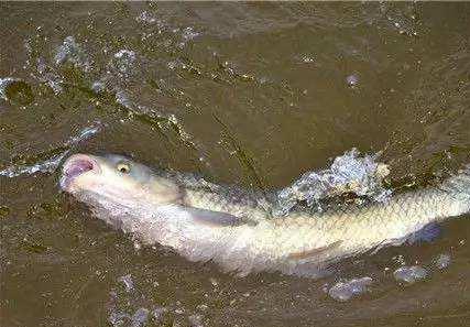 ■夏天鱼塘水太肥，如何让鱼开口吃东西？如何钓鱼？如何投喂饲料？