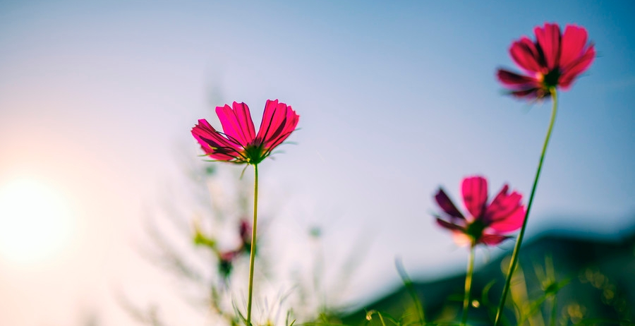 运势|10天内喜事相随，财来运转，事业大有成就，福气常在的生肖