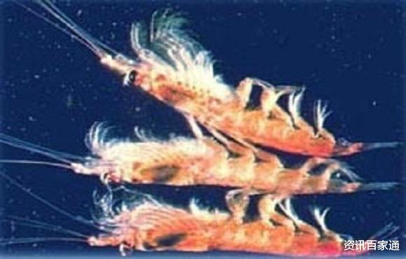 ■磷虾每年被吃掉约2亿吨，为什么至今还没有灭绝？网友：太可怕了！