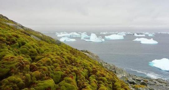 「生物入侵」这不是演习！“异形”生物入侵南极大陆，繁衍成灾或已无法挽回