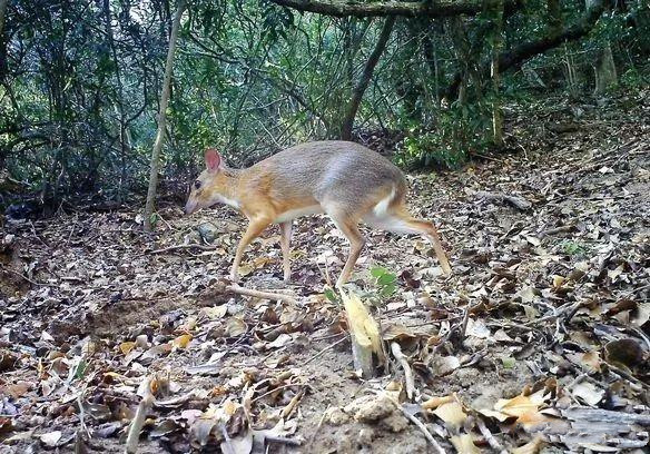 『科学家』已灭绝30年的物种再次现身:世界最神奇的鹿,跟老鼠差不多大