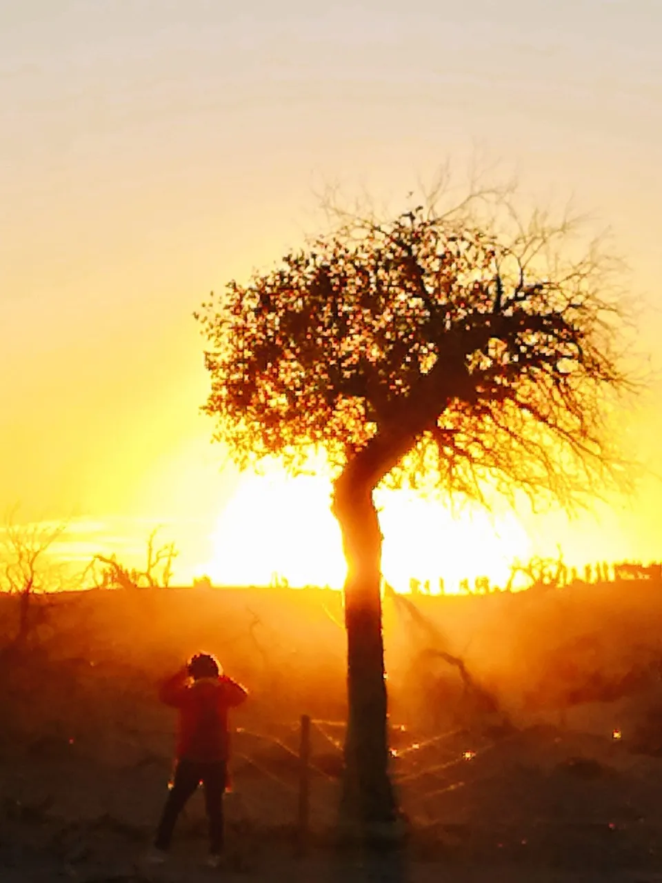 额济纳|忽然,想去额济纳了