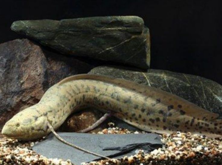 @世界上最强的“僵尸鱼”,晒成鱼干5年不死,入水却可能淹死!