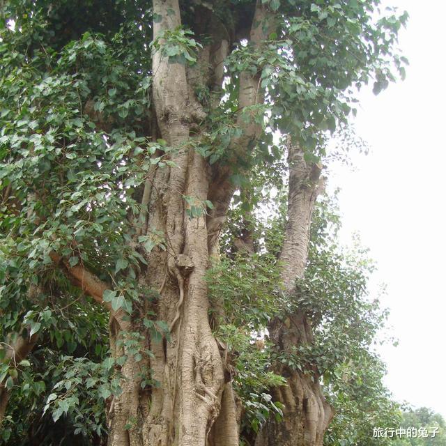 |一棵树就是一座岛，300年古树盘根错节，形成3.5万平米岛屿