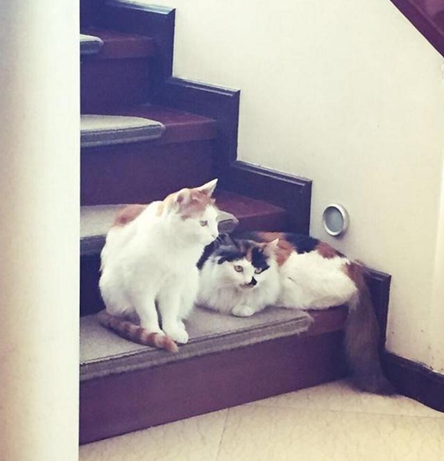 晒晒李静如今住的豪宅，连楼梯也要铺地毯，细节看得出她有多细心