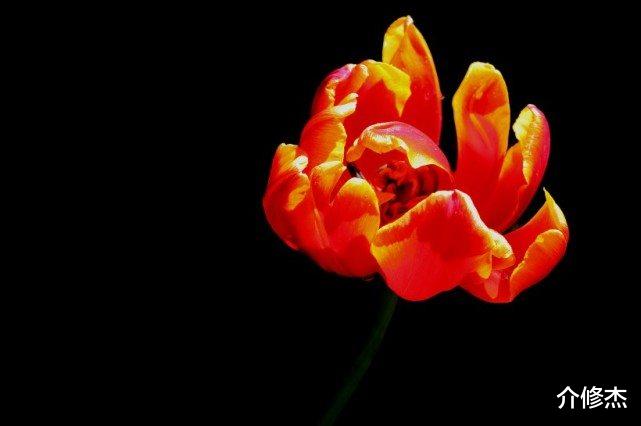 生肖|7月份期间，牵手良缘，爱情甜甜，生活满满，终能脱单的四大生肖