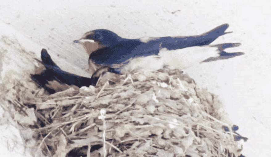 燕子|为何鸟类中只有燕子不害怕人类, 敢在人类的地盘筑巢？涨知识了