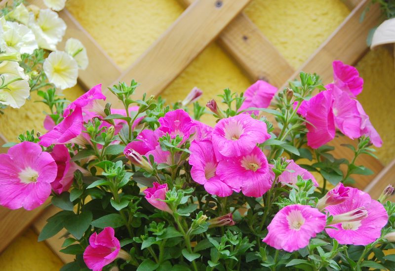 「」35㎡顶楼露台造园，不到一年，把家打造成了空中的“世外桃源”